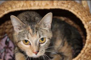 Raya, Adult Female Domestic Short Hair