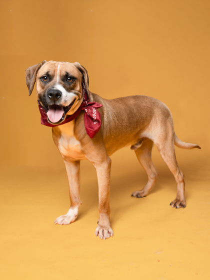Roscoe 1