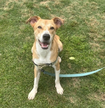 Lingo - IN FOSTER Photo