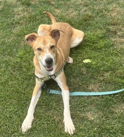 Lingo - IN FOSTER Photo