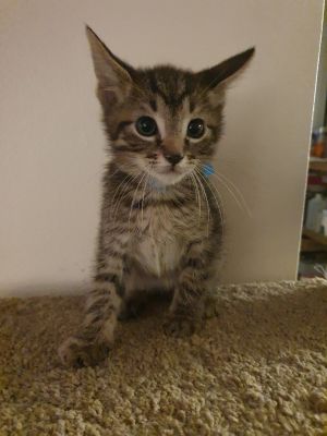 Jamie Oliver, Baby Male Domestic Short Hair