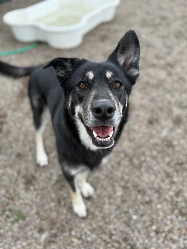 Sookie, an adoptable Mixed Breed in Great Falls, MT, 59405 | Photo Image 1