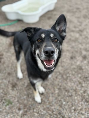 Sookie, Adult Female Mixed Breed