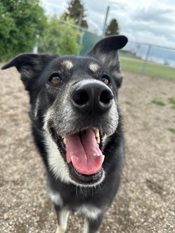 Sookie, an adoptable Mixed Breed in Great Falls, MT, 59405 | Photo Image 2
