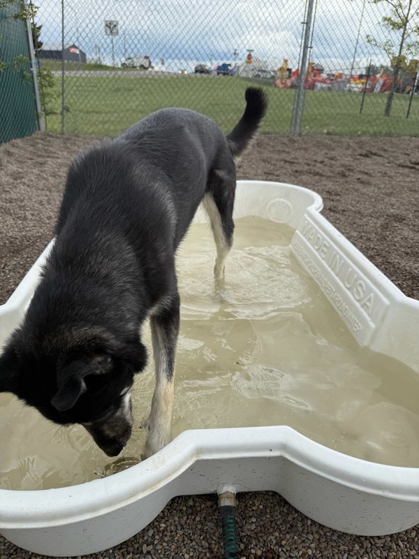 Sookie, an adoptable Mixed Breed in Great Falls, MT, 59405 | Photo Image 3