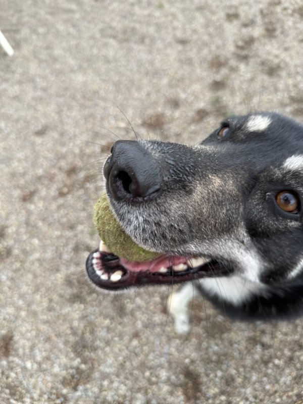 Sookie, an adoptable Mixed Breed in Great Falls, MT, 59405 | Photo Image 4