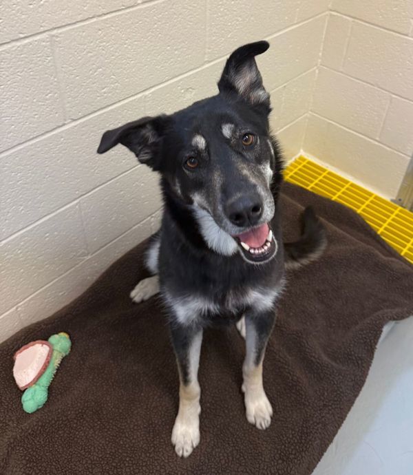 Sookie, an adoptable Mixed Breed in Great Falls, MT, 59405 | Photo Image 5