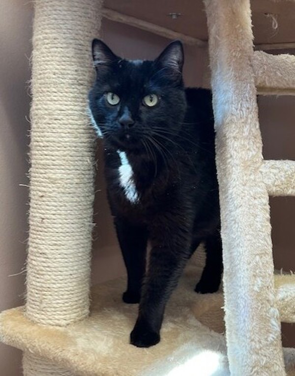 Anya, an adoptable Domestic Short Hair in Great Falls, MT, 59405 | Photo Image 1