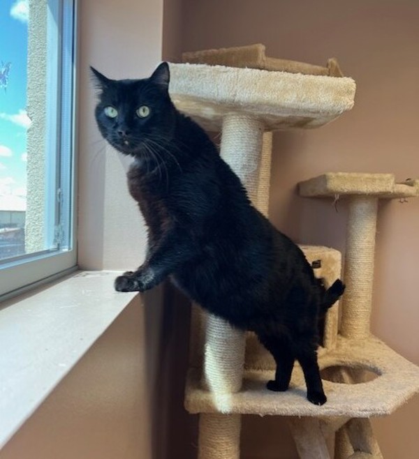 Anya, an adoptable Domestic Short Hair in Great Falls, MT, 59405 | Photo Image 2