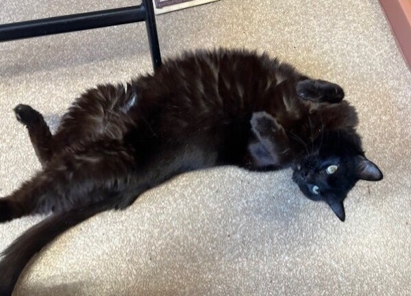 Anya, an adoptable Domestic Short Hair in Great Falls, MT, 59405 | Photo Image 3