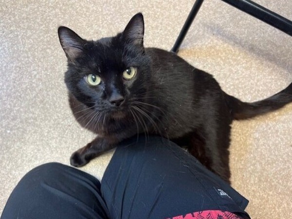 Anya, an adoptable Domestic Short Hair in Great Falls, MT, 59405 | Photo Image 4