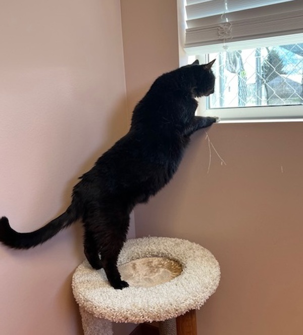 Anya, an adoptable Domestic Short Hair in Great Falls, MT, 59405 | Photo Image 5