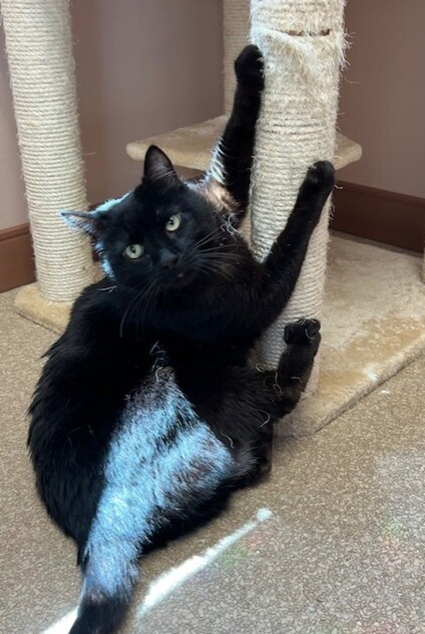 Anya, an adoptable Domestic Short Hair in Great Falls, MT, 59405 | Photo Image 6
