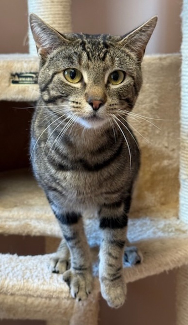 Jedi, an adoptable Domestic Short Hair in Great Falls, MT, 59405 | Photo Image 1