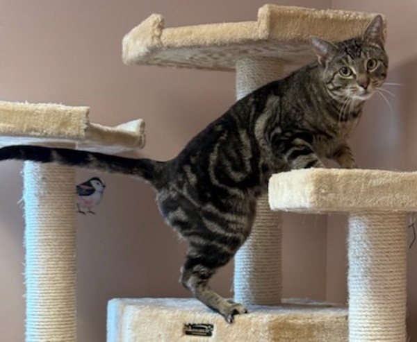 Jedi, an adoptable Domestic Short Hair in Great Falls, MT, 59405 | Photo Image 2
