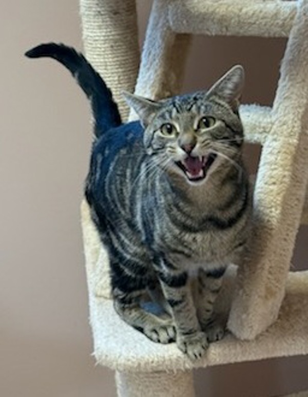 Jedi, an adoptable Domestic Short Hair in Great Falls, MT, 59405 | Photo Image 3