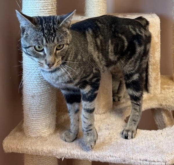 Jedi, an adoptable Domestic Short Hair in Great Falls, MT, 59405 | Photo Image 4