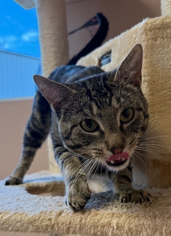 Jedi, an adoptable Domestic Short Hair in Great Falls, MT, 59405 | Photo Image 5