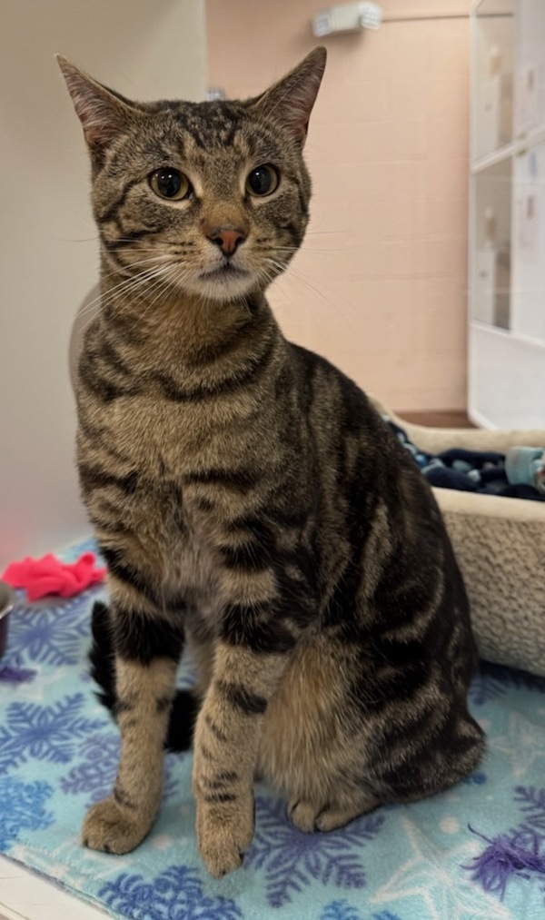 Jedi, an adoptable Domestic Short Hair in Great Falls, MT, 59405 | Photo Image 6