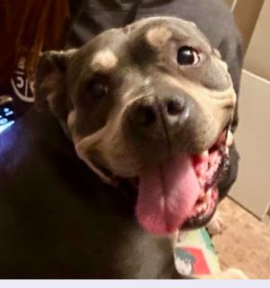 Please contact ADOPTION adoptdoggieharmonyorg for more information about this petSnuggle dog g