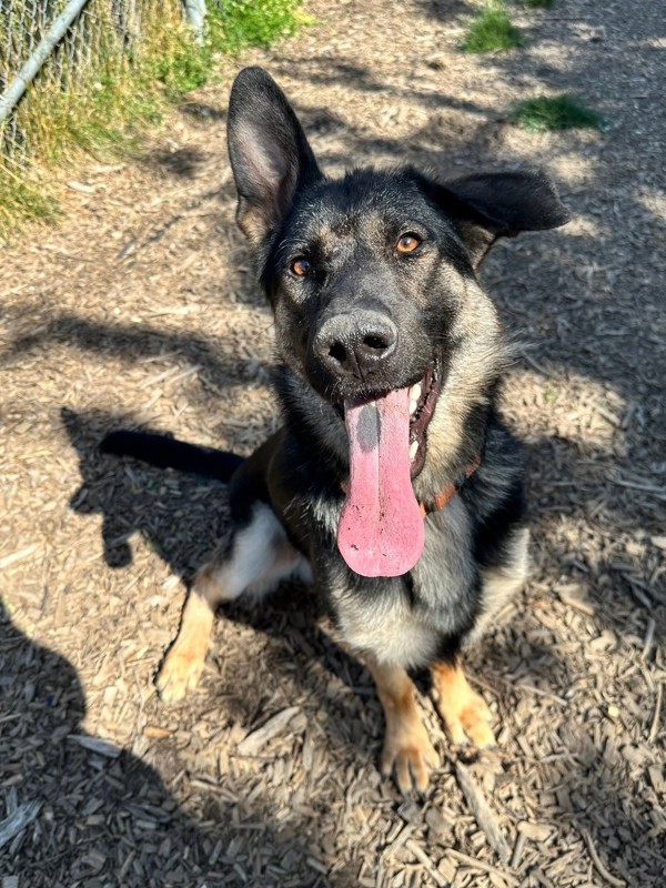 Gentry, an adoptable German Shepherd Dog in Salem, OR, 97301 | Photo Image 1