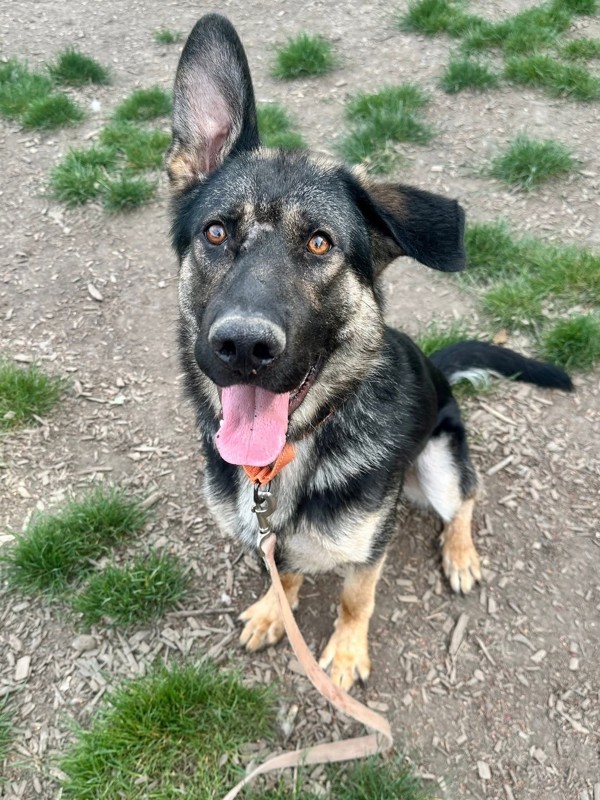 Gentry, an adoptable German Shepherd Dog in Salem, OR, 97301 | Photo Image 2
