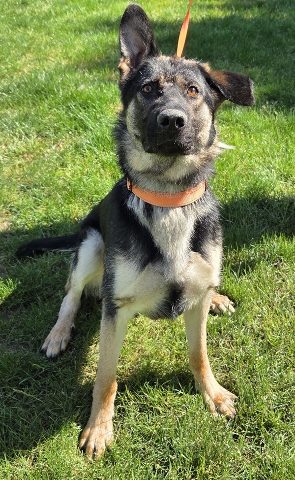 Gentry, an adoptable German Shepherd Dog in Salem, OR, 97301 | Photo Image 3