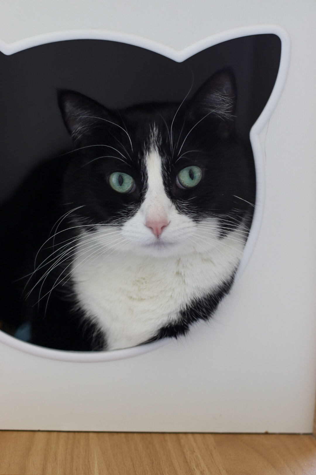 Twyla, an adoptable Domestic Short Hair in Steinbach, MB, R5G 2B2 | Photo Image 1