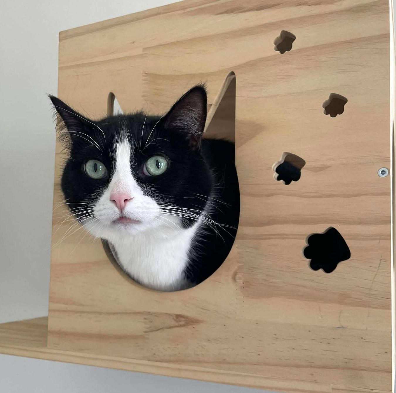 Twyla, an adoptable Domestic Short Hair in Steinbach, MB, R5G 2B2 | Photo Image 2