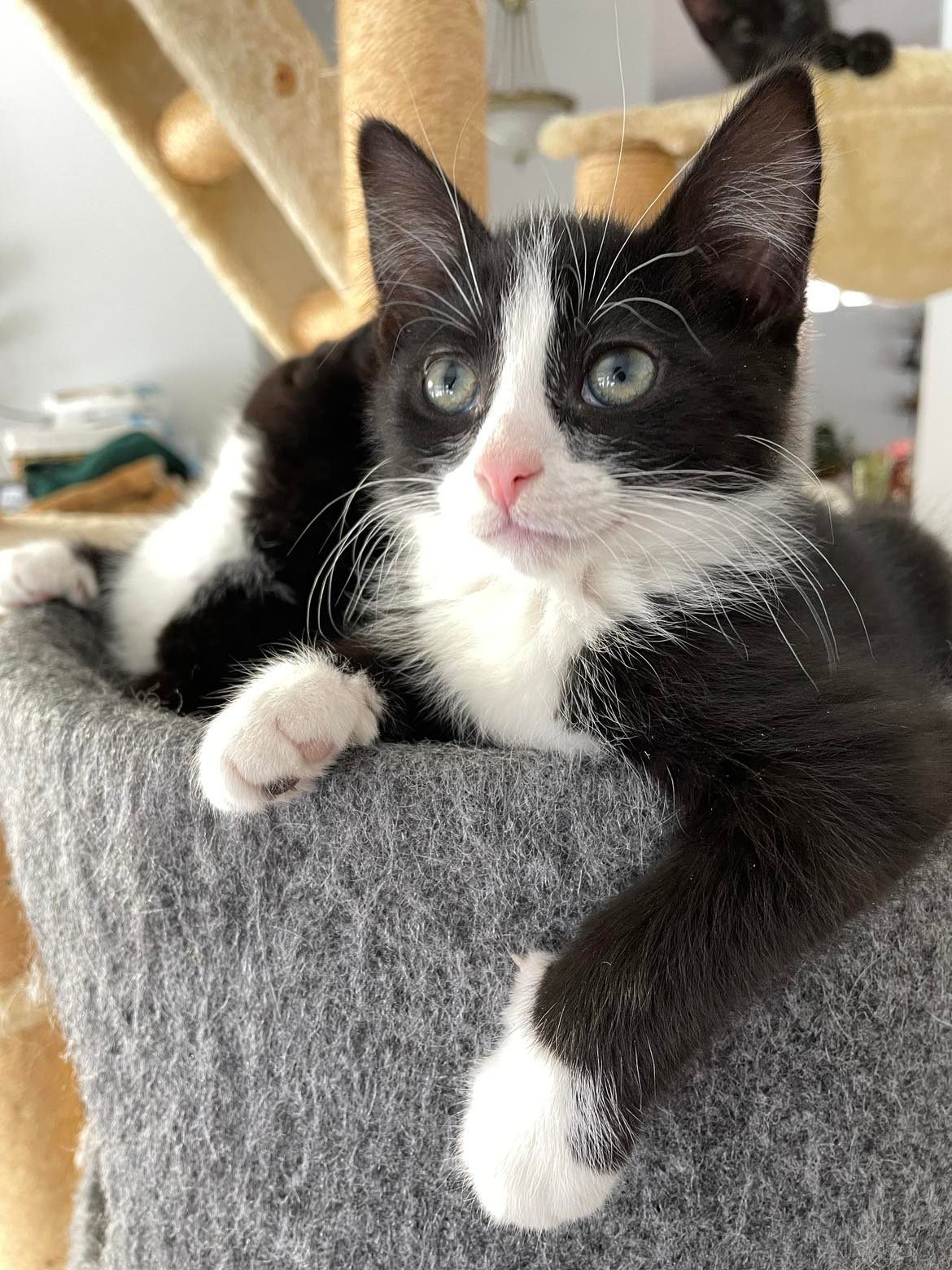 Twyla, an adoptable Domestic Short Hair in Steinbach, MB, R5G 2B2 | Photo Image 3