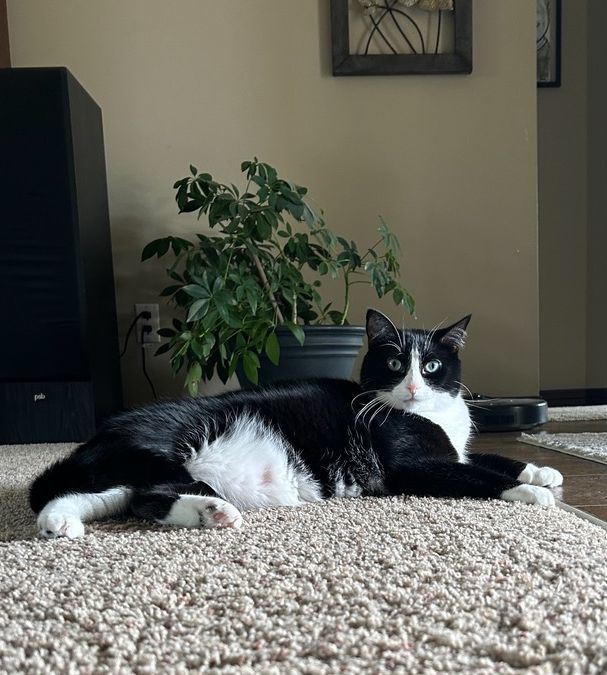 Twyla, an adoptable Domestic Short Hair in Steinbach, MB, R5G 2B2 | Photo Image 4