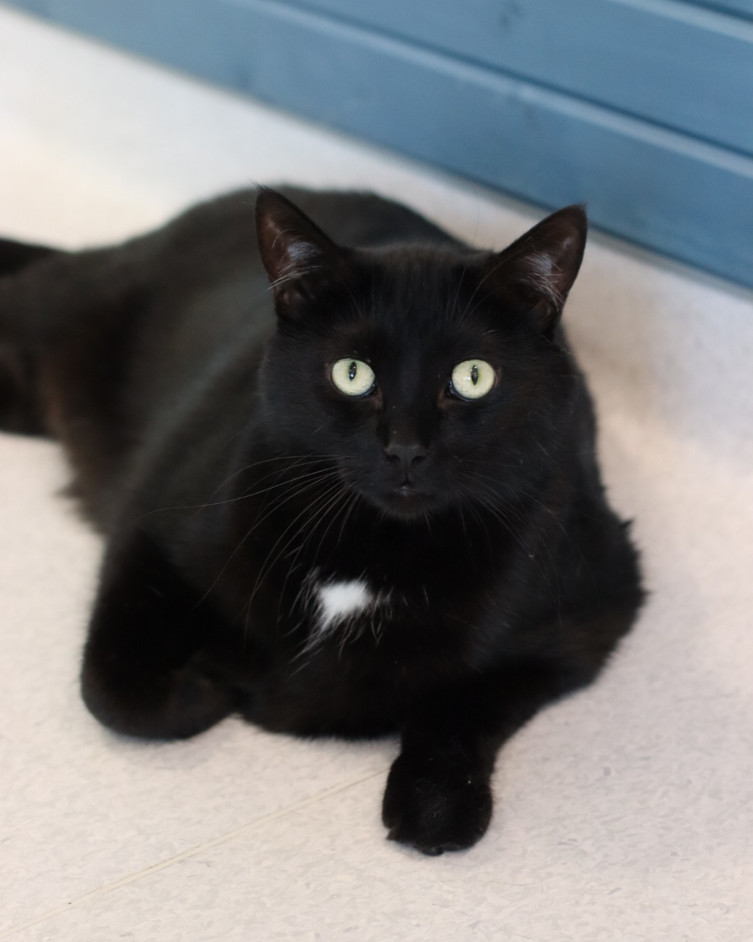 Johnny Rose, an adoptable Domestic Short Hair in Steinbach, MB, R5G 2B2 | Photo Image 2
