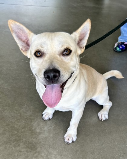 Bagel, an adoptable Terrier, Mixed Breed in Honolulu, HI, 96826 | Photo Image 1