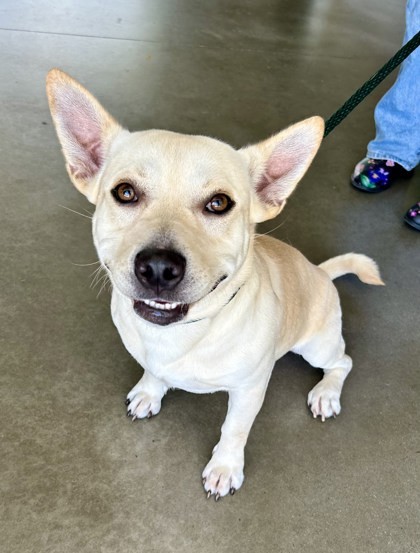 Bagel, an adoptable Terrier, Mixed Breed in Honolulu, HI, 96826 | Photo Image 2