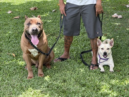Bagel, an adoptable Terrier, Mixed Breed in Honolulu, HI, 96826 | Photo Image 3