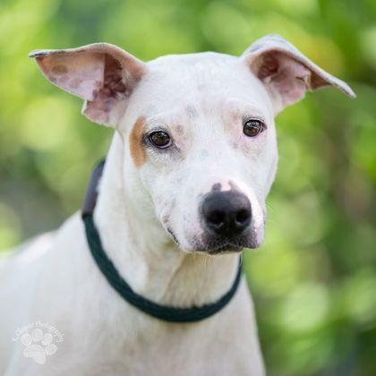 Molly, an adoptable Rhodesian Ridgeback, Mixed Breed in Honolulu, HI, 96826 | Photo Image 2