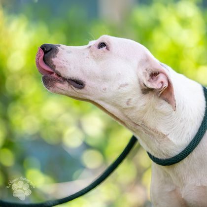 Molly, an adoptable Rhodesian Ridgeback, Mixed Breed in Honolulu, HI, 96826 | Photo Image 3