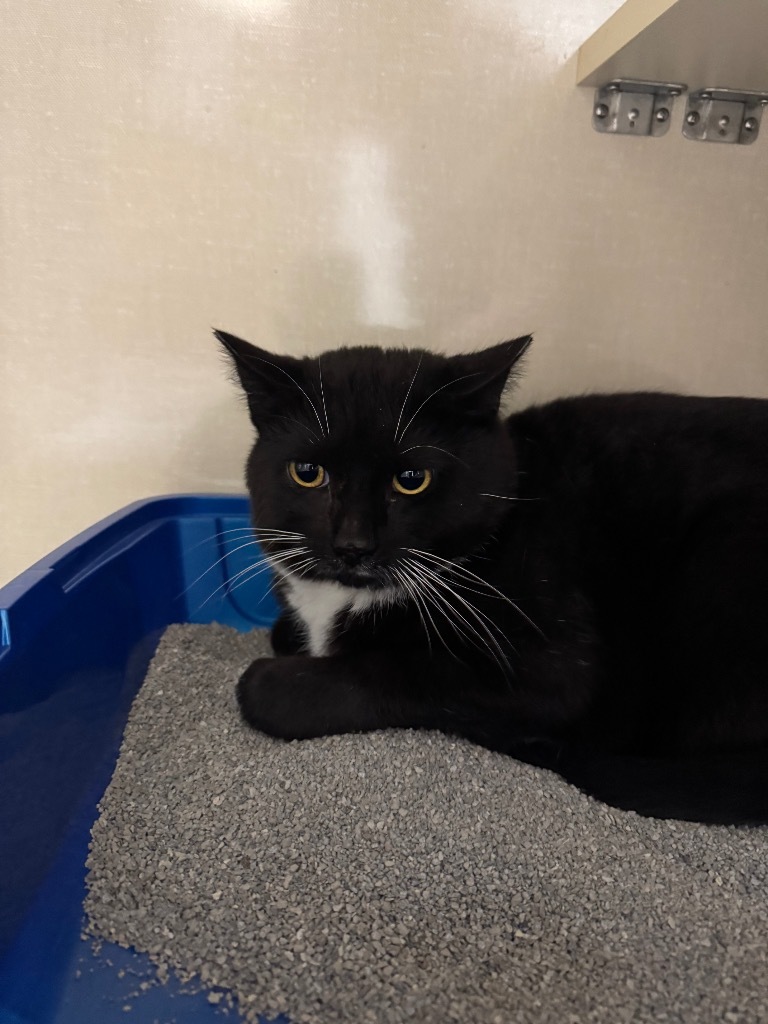 Benjamin Piccolo, an adoptable Domestic Short Hair in Winnipeg, MB, R3H 0M1 | Photo Image 1