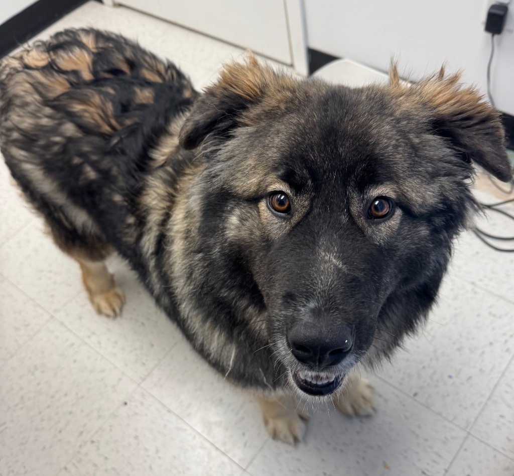 Friday, an adoptable Shepherd, Husky in Winnipeg, MB, R3H 0M1 | Photo Image 1