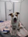 Rocco (Rocky) photo 1