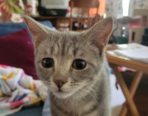 Cuillin is a gray tabby male born about November 28 2024 He is a small boy who most likely did
