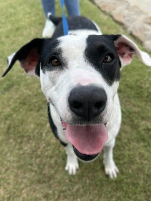Lilypad, Adult Female Mixed Breed