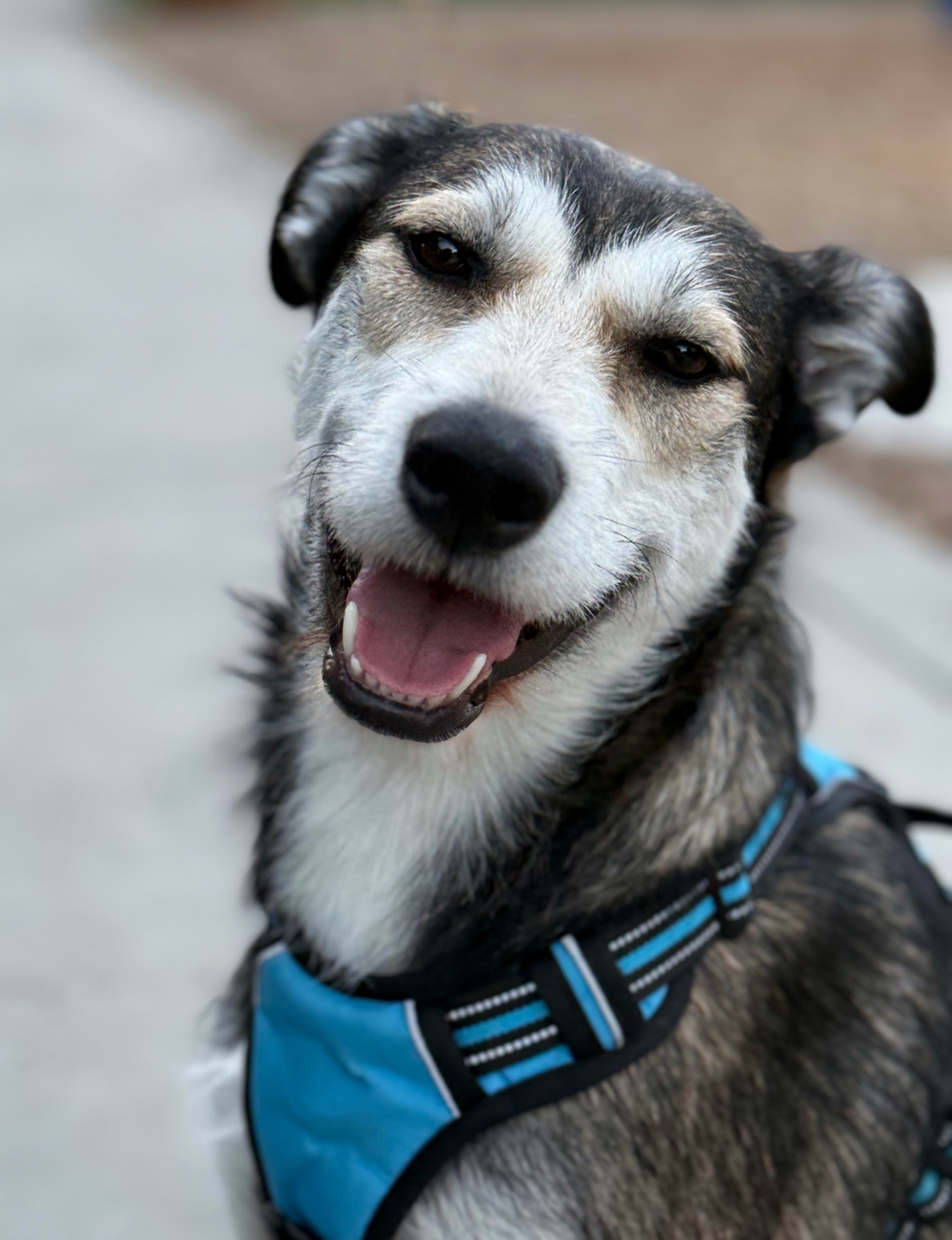 Ellie, an adoptable Australian Cattle Dog / Blue Heeler, Siberian Husky in Twin Falls, ID, 83301 | Photo Image 1