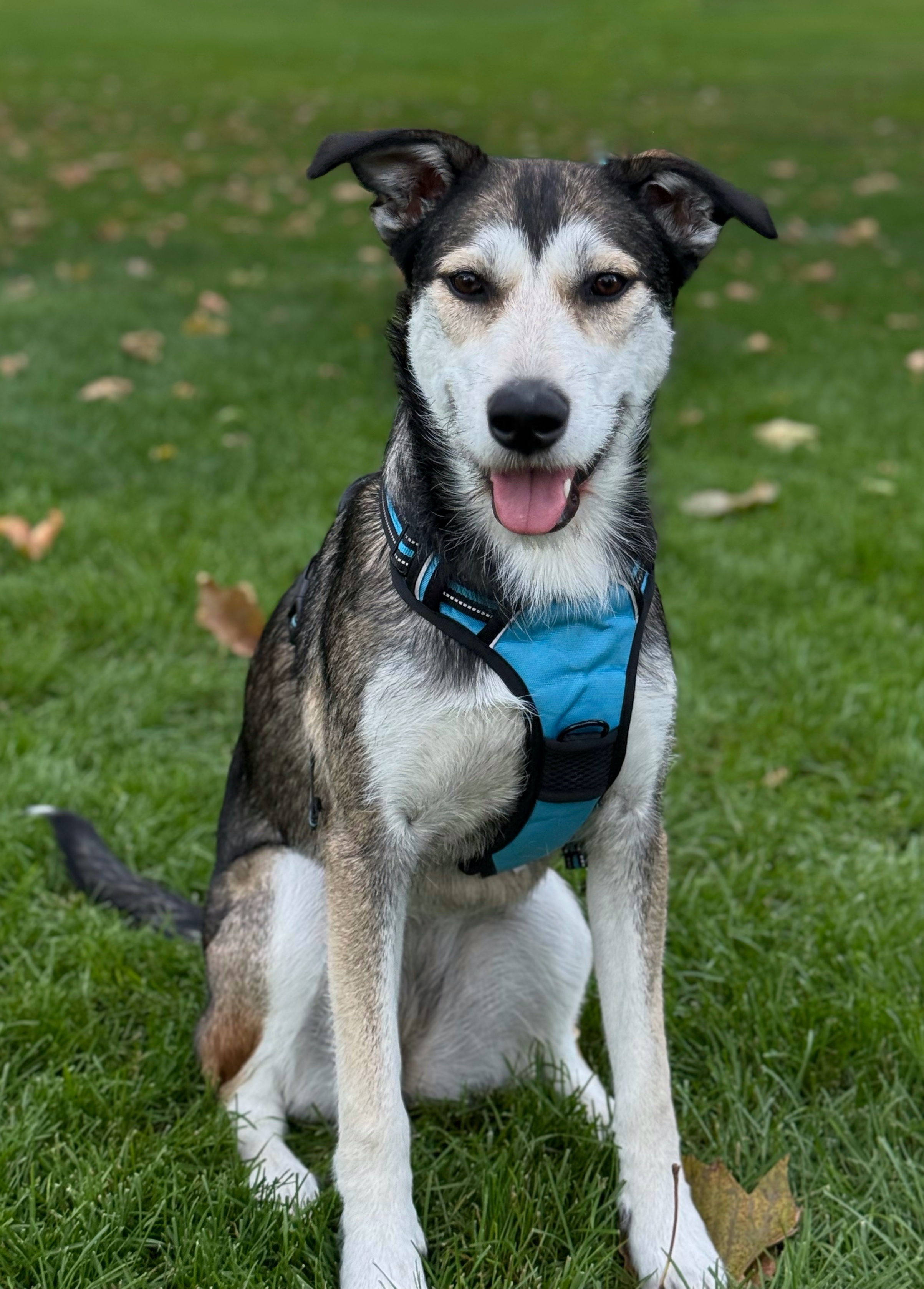 Ellie, an adoptable Australian Cattle Dog / Blue Heeler, Siberian Husky in Twin Falls, ID, 83301 | Photo Image 2