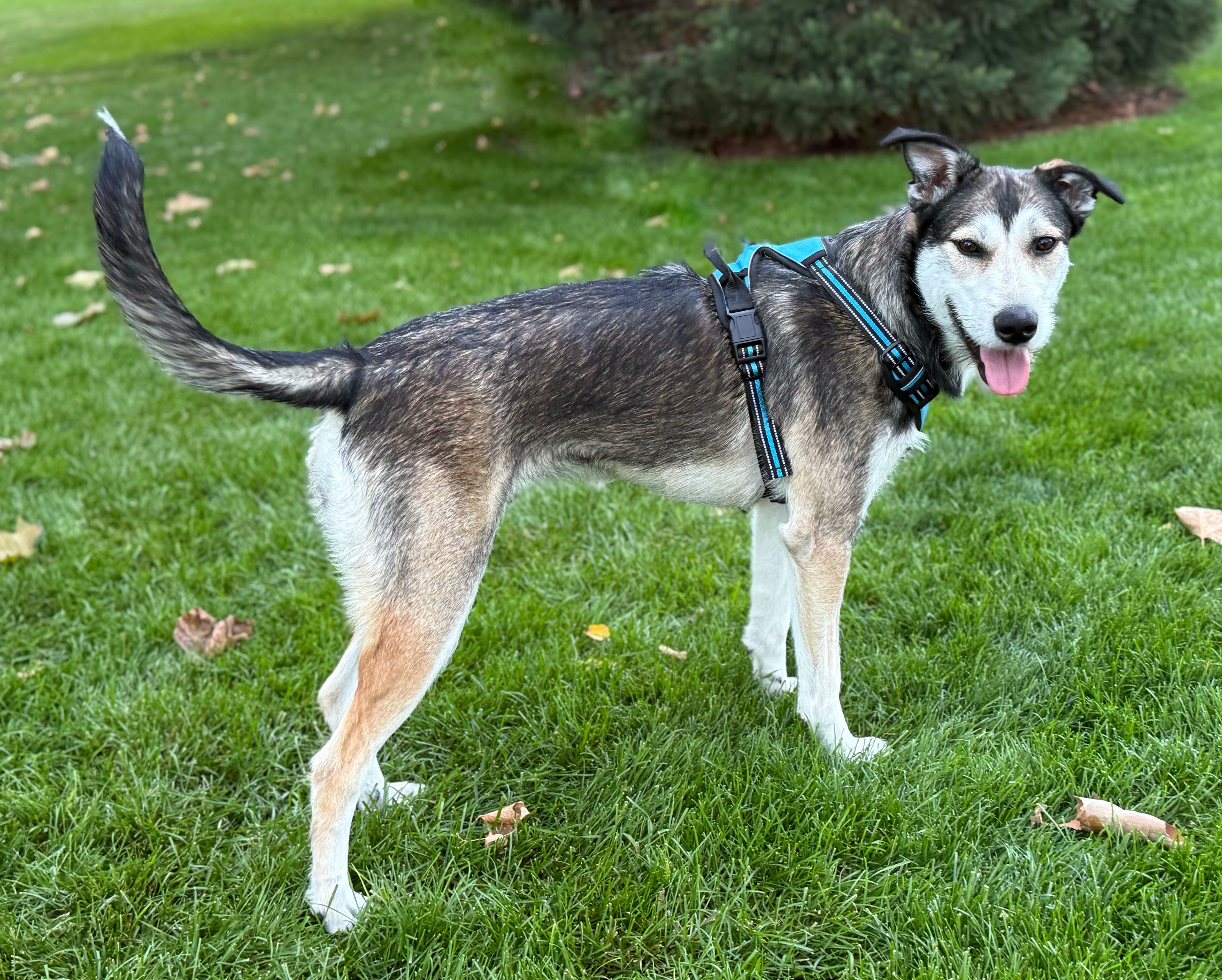 Ellie, an adoptable Australian Cattle Dog / Blue Heeler, Siberian Husky in Twin Falls, ID, 83301 | Photo Image 3