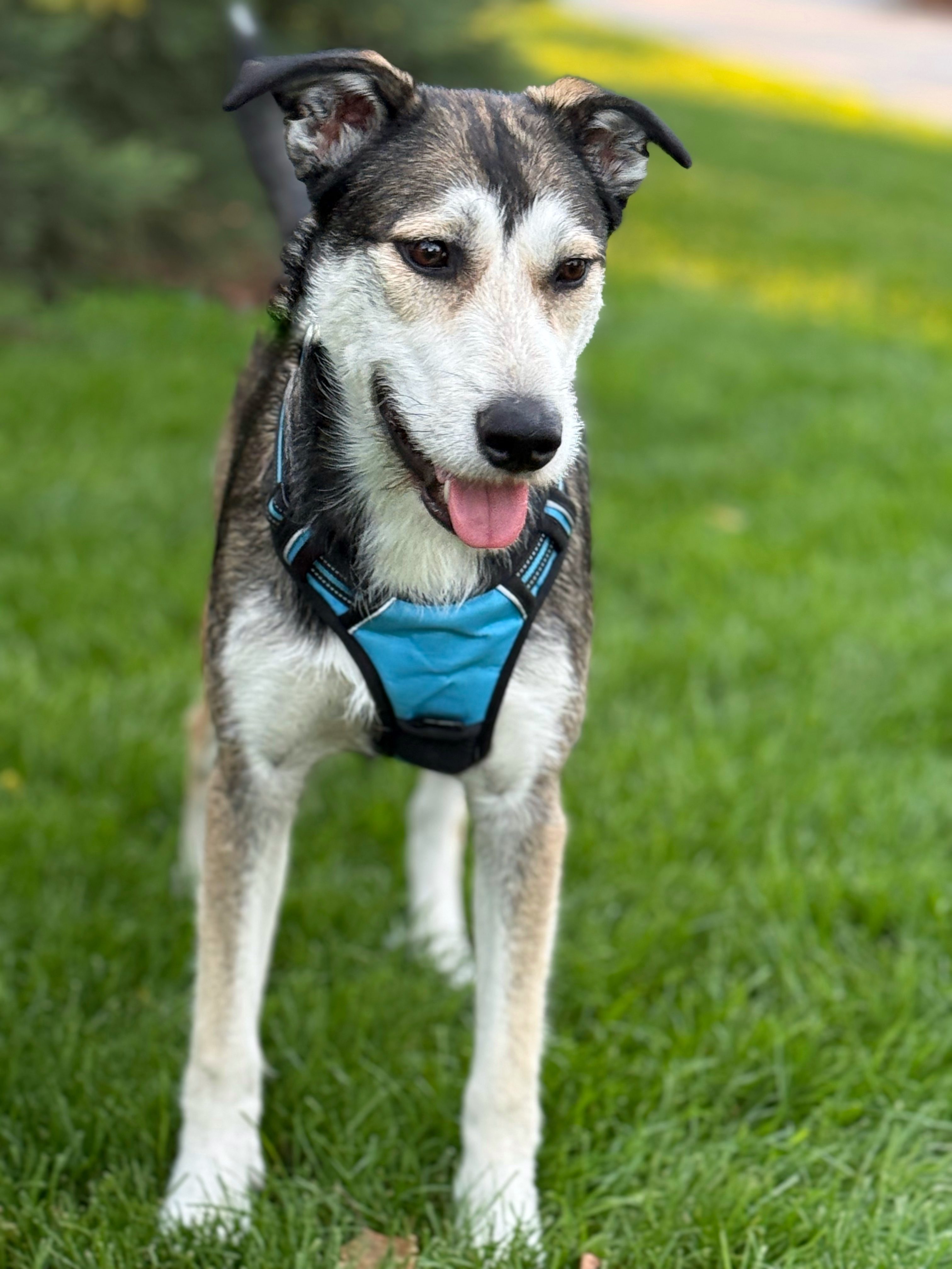 Ellie, an adoptable Australian Cattle Dog / Blue Heeler, Siberian Husky in Twin Falls, ID, 83301 | Photo Image 4
