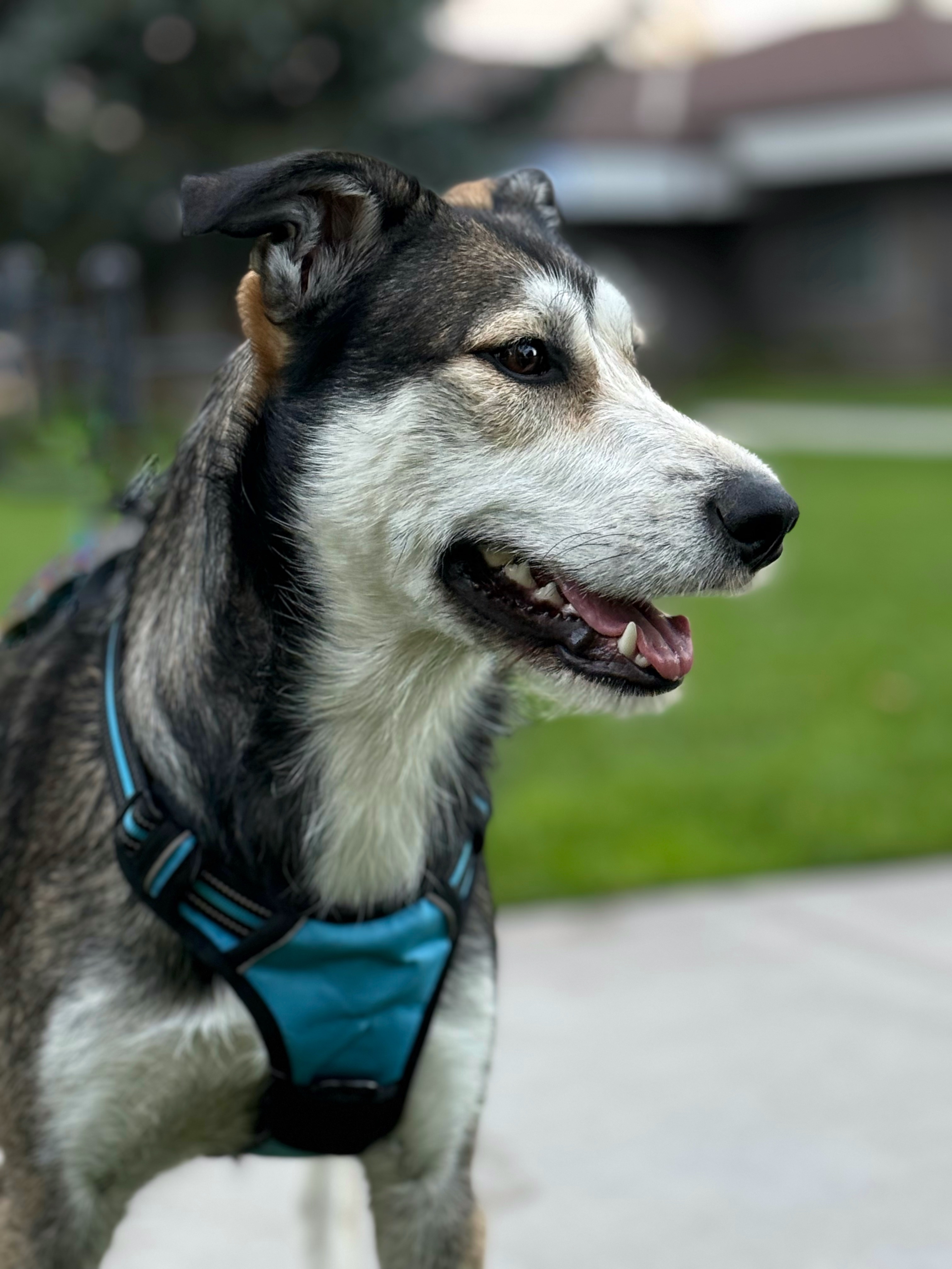 Ellie, an adoptable Australian Cattle Dog / Blue Heeler, Siberian Husky in Twin Falls, ID, 83301 | Photo Image 5