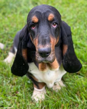 Charlie, Adult Male Basset Hound