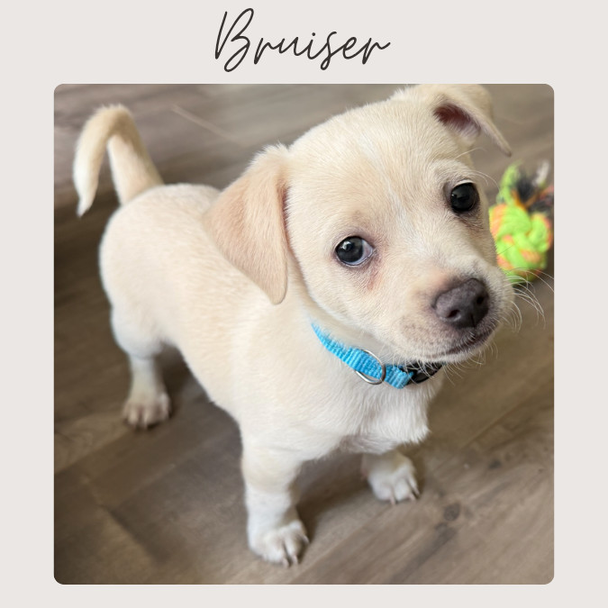 BRUISER