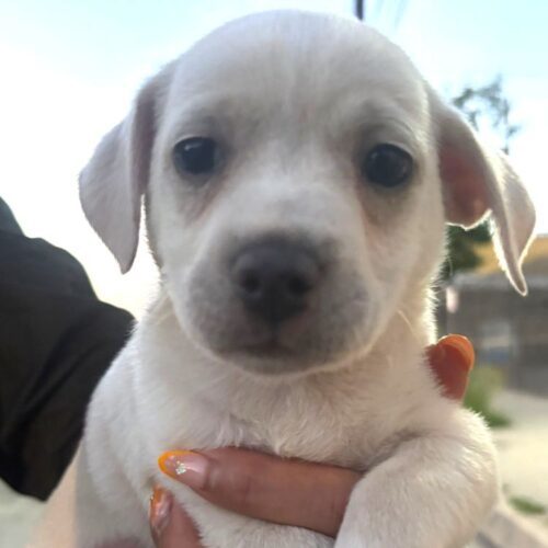 BRUISER